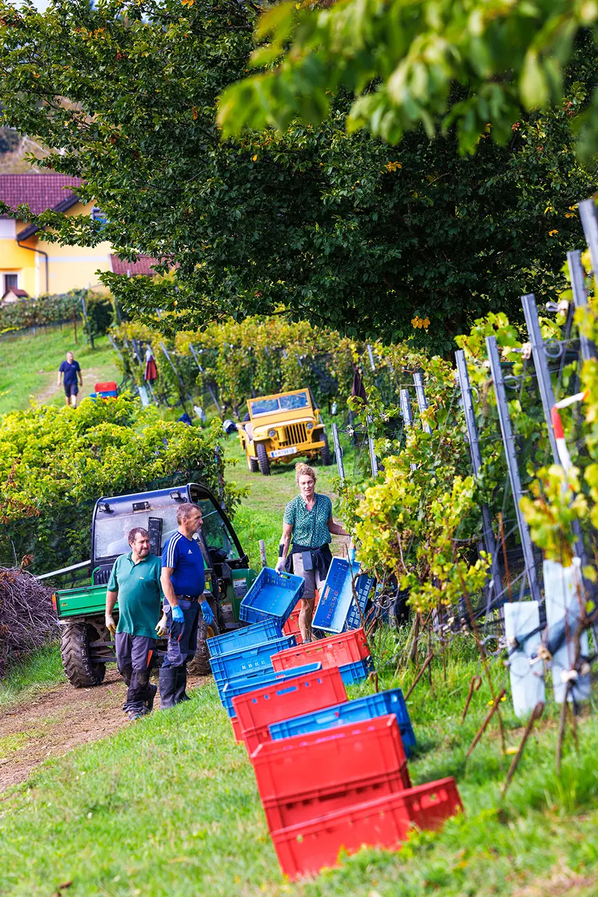 Weinlese am Sternberg Weinlese am Sternberg