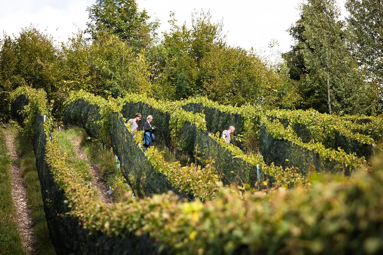 Weinlese am Sternberg Weinlese am Sternberg