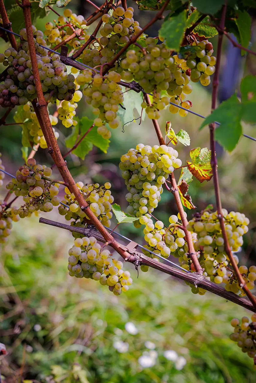 Weinlese am Sternberg Weinlese am Sternberg