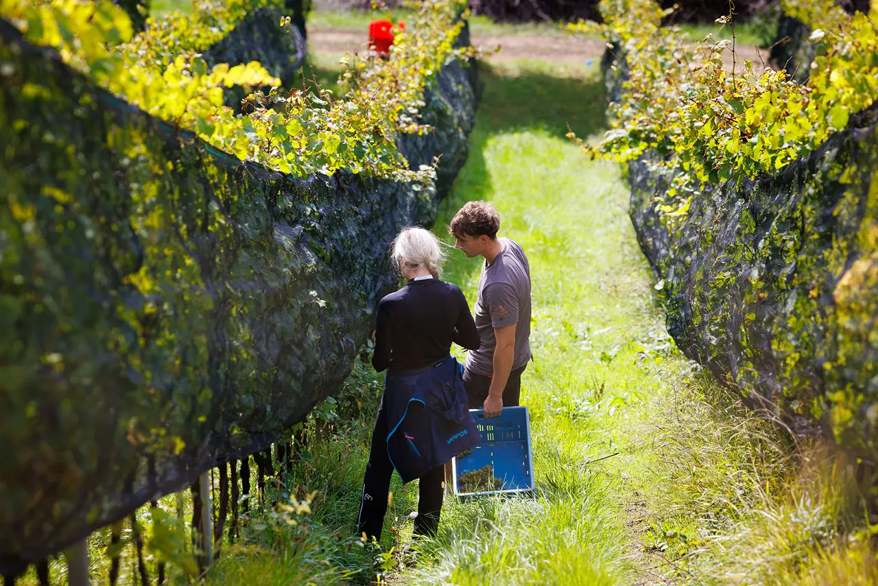 Weinlese am Sternberg Weinlese am Sternberg