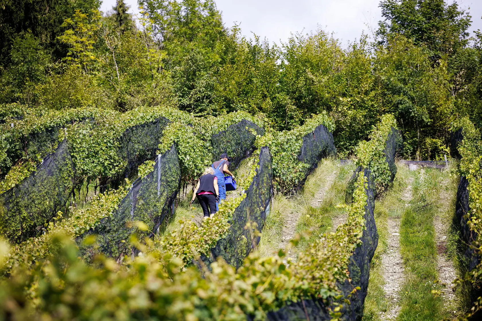 Weinlese am Sternberg